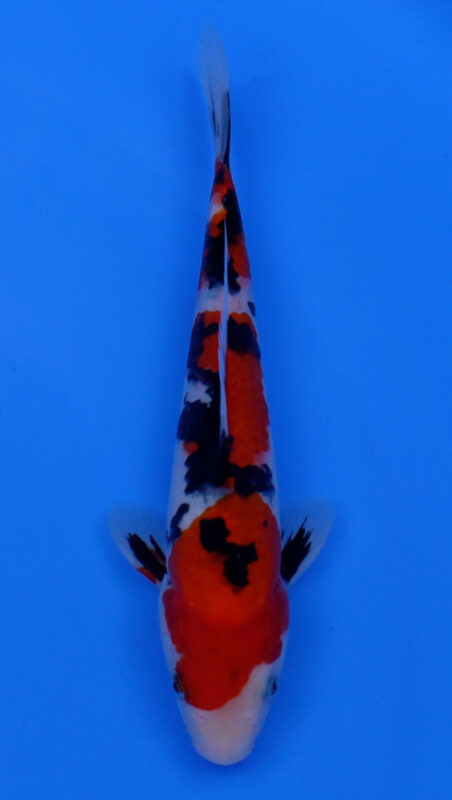Sacramento Koi