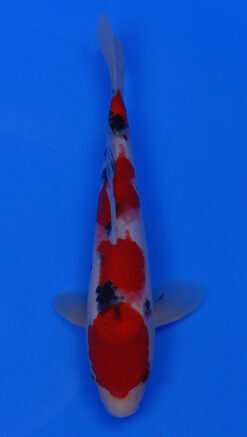 Sanke 12" - 240054195