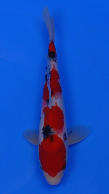 Sacramento Koi