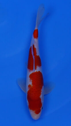Kohaku 12" - 240054197