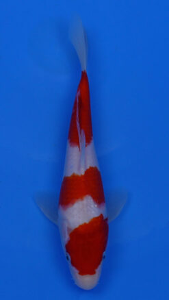 Kohaku 11" - 240054201