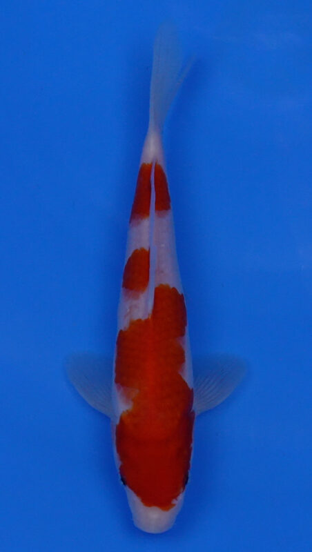 Sacramento Koi