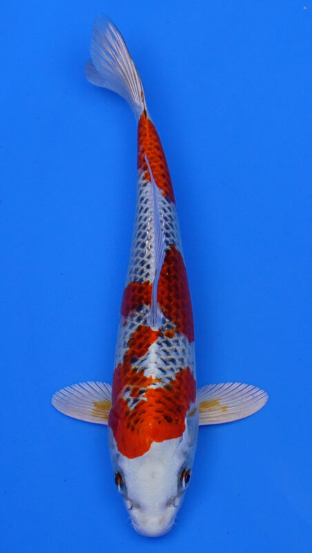 Sacramento Koi