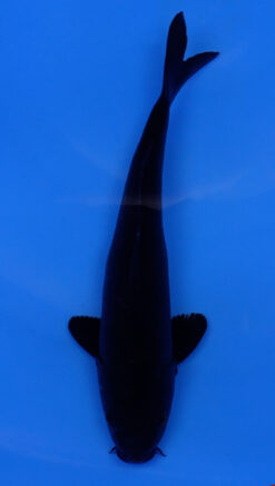 Karasu 11" - 240054212