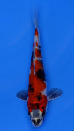 Kin Showa 10" - 240054215