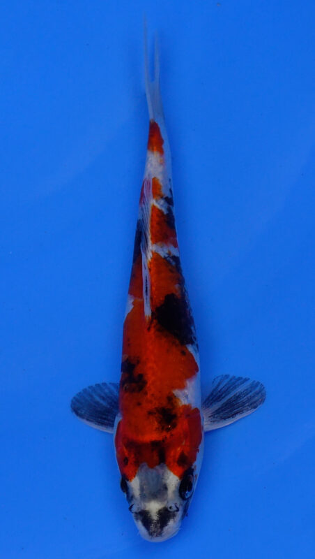 Sacramento Koi