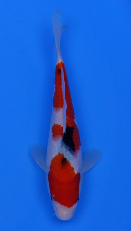 Sacramento Koi