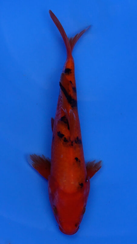 Sacramento Koi