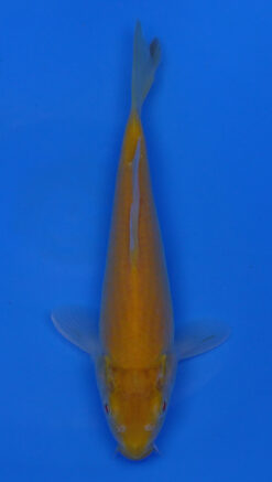 Albino Kigoi 10" - 240054224