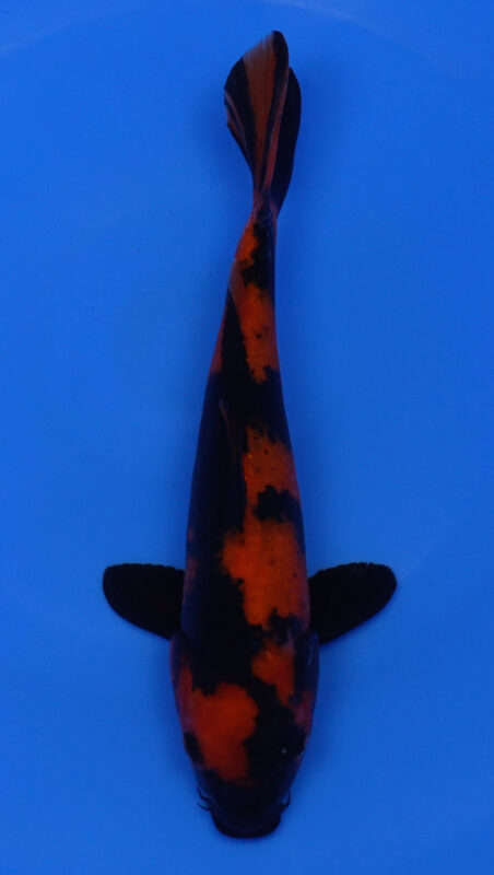 Sacramento Koi