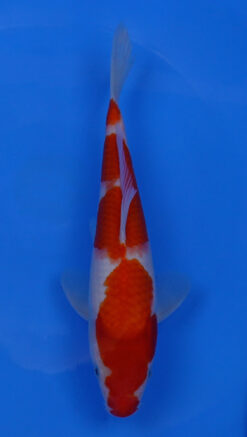 Kohaku 12" - 240054231
