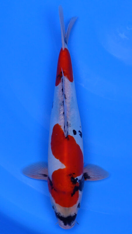 Sacramento Koi