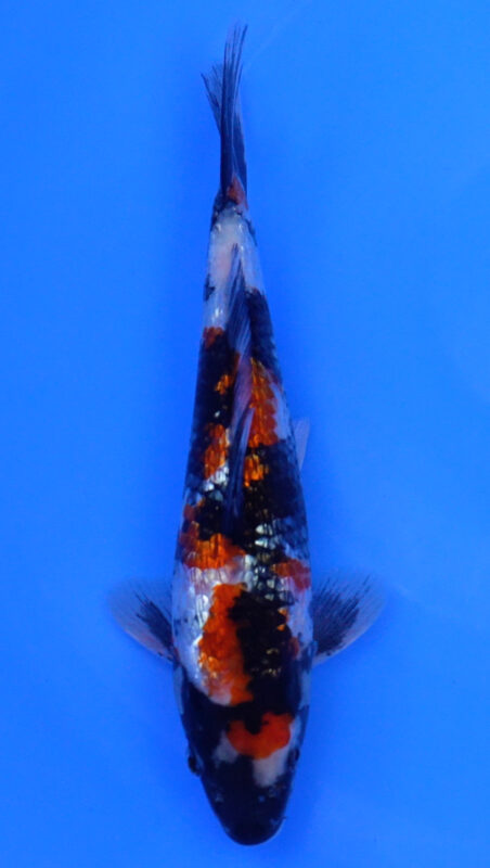 Sacramento Koi