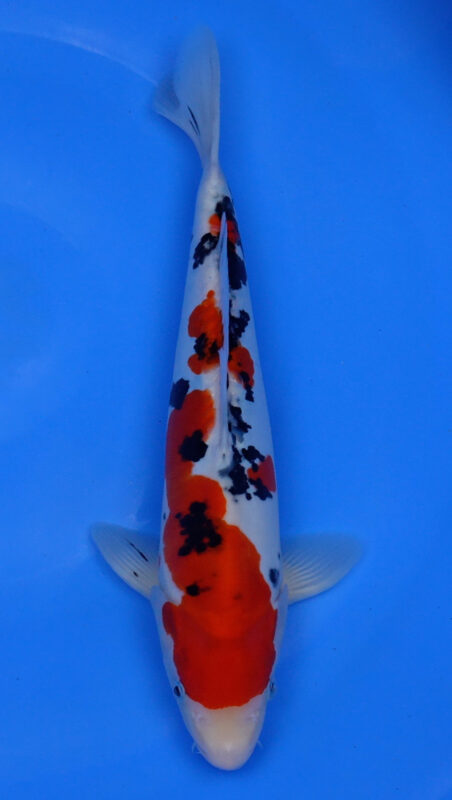 Sacramento Koi