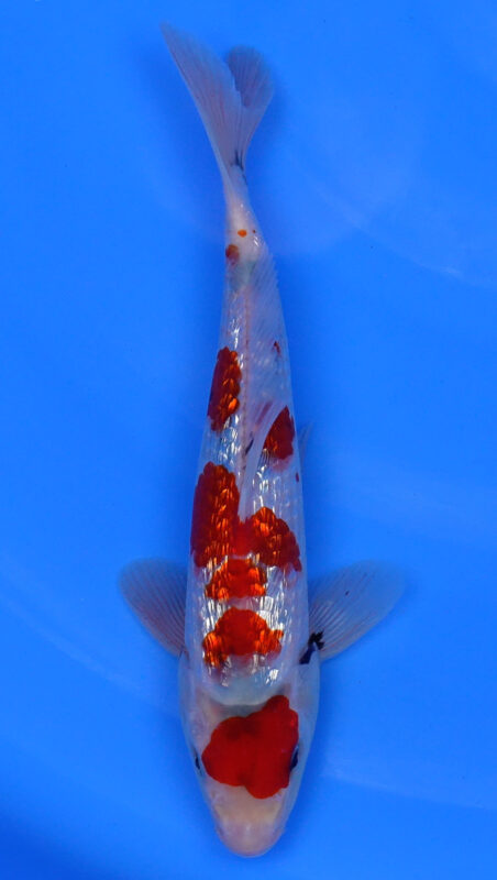 Sacramento Koi