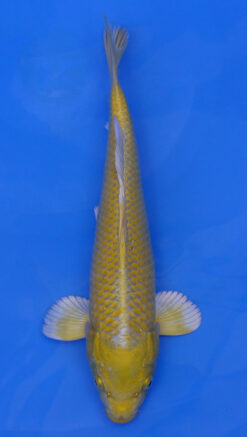 Yamabuki Ogon 13" - 240087335