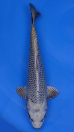 Mukashi Ogon 17" - 240087342