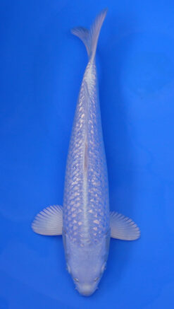 Gin Rin Platinum Ogon 14" - 240087343