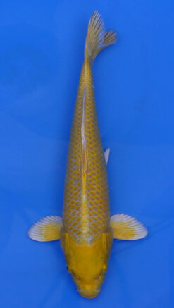 Yamabuki Ogon 13" - 240087344
