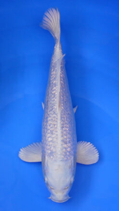 Gin Rin Platinum Ogon 15" - 240087347