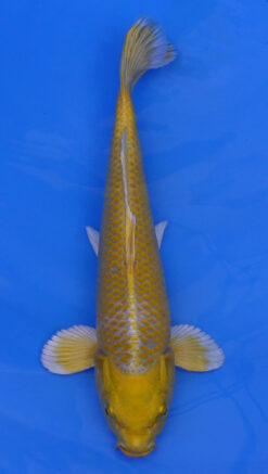 Yamabuki Ogon 12" - 240087348