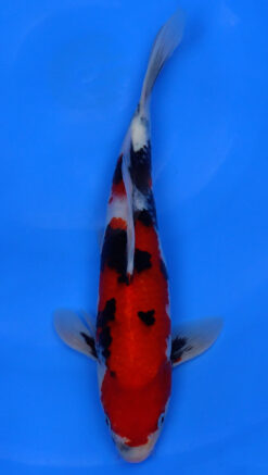 Showa 13" - 240112351