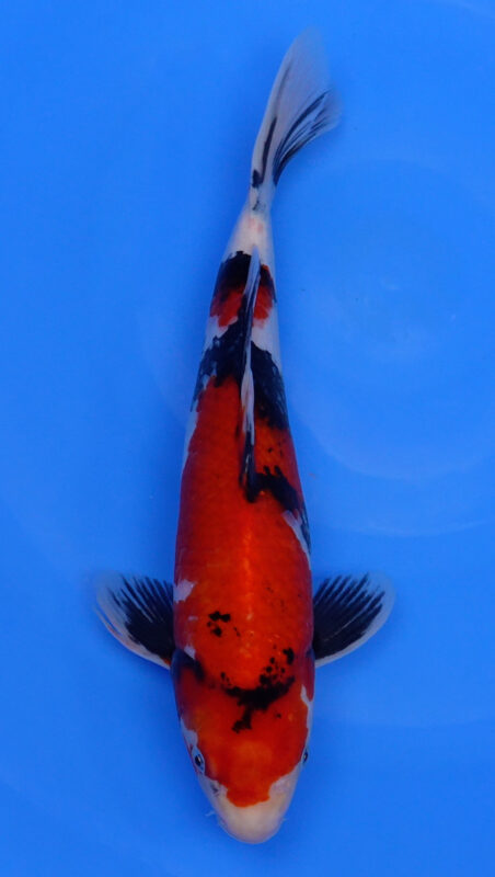 Sacramento Koi