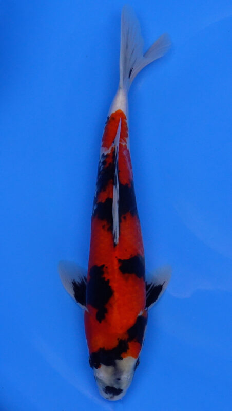 Sacramento Koi