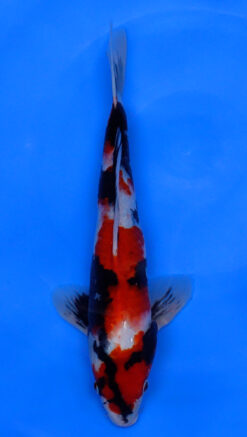 Showa 15" - 240112355