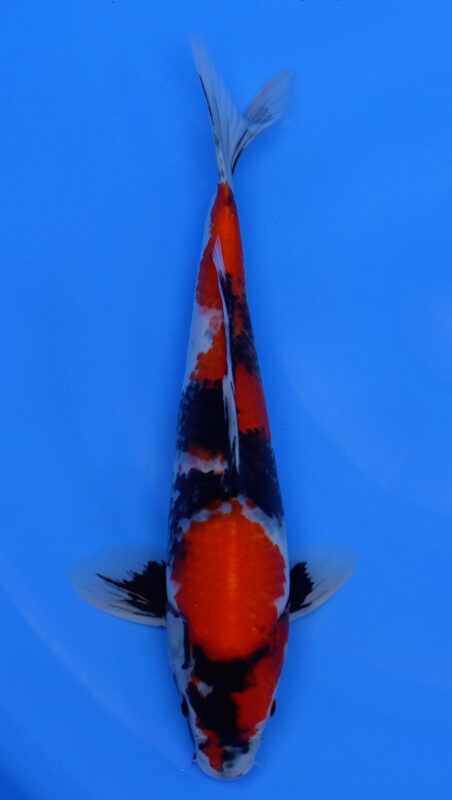 Sacramento Koi