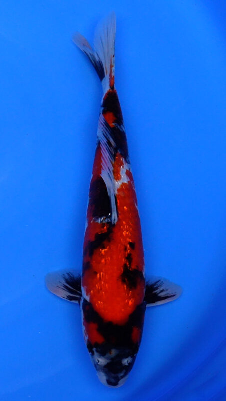 Sacramento Koi