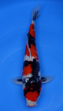 Showa 16" - 240112368