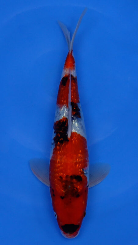 Sacramento Koi