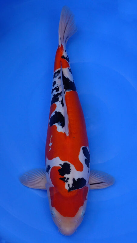 Sacramento Koi