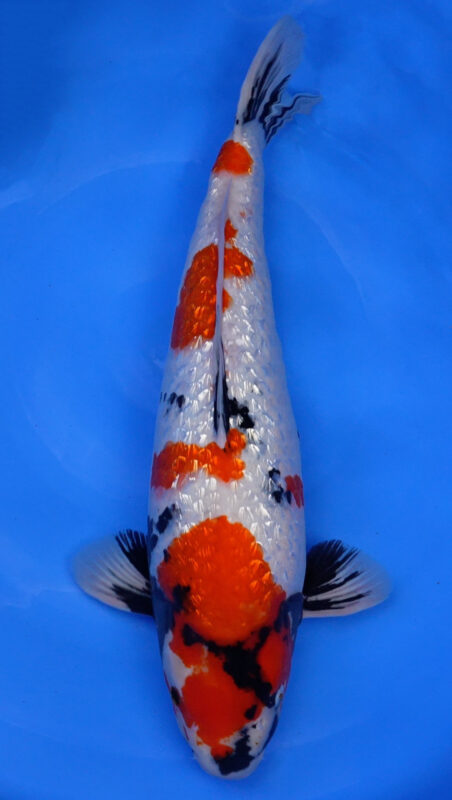 Sacramento Koi