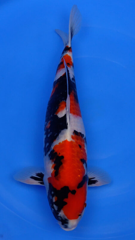 Sacramento Koi