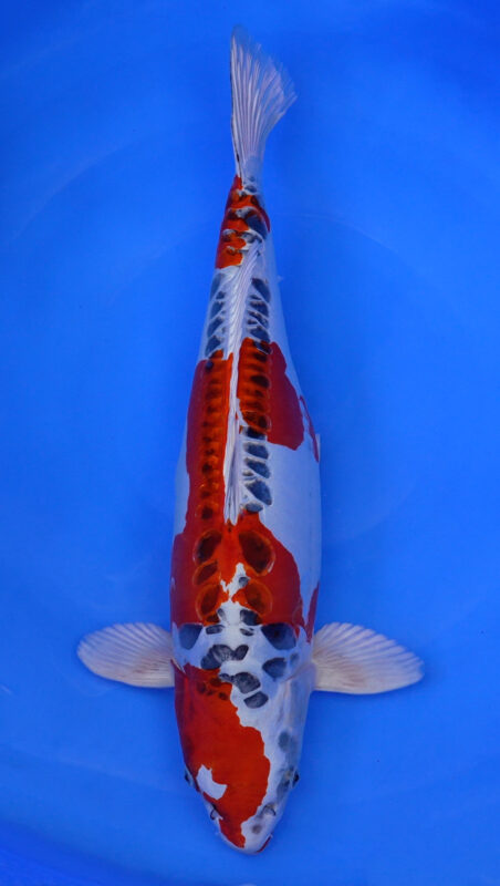 Sacramento Koi