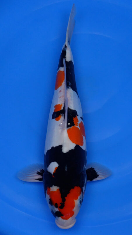 Sacramento Koi