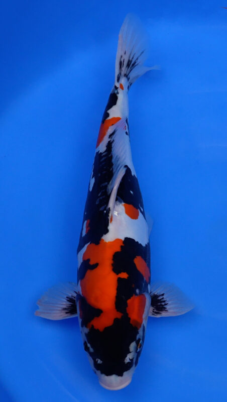 Sacramento Koi